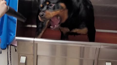 Rottweiler getting a blowout!