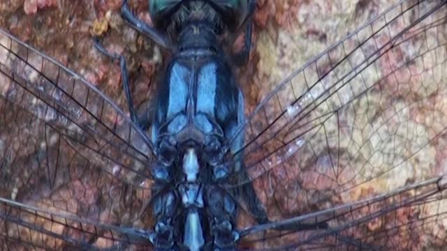 Dragonfly Breathing | Sky Hunters | Dragonfly