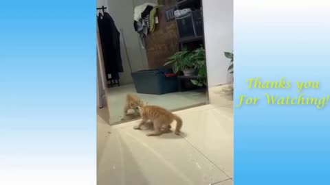 Cat confusing with glass and mirror