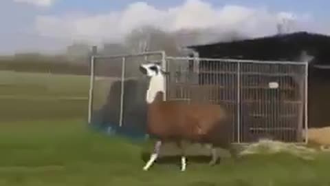 Funny Lama Dance