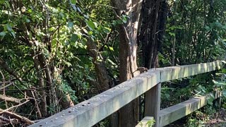 Fledgling Cardinals on their own