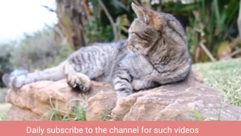 Beautiful cats video cute cats and kittens /Would Beauty YT