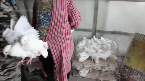 Millions of Pigeons Farming For Meat in China 🕊️ - Pigeon Meat Processing in Factory (1)