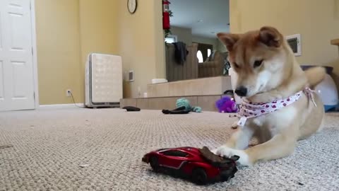 A DOG ATTACKS R.C CAR AND PLYINIG CAR WITH REMOTE
