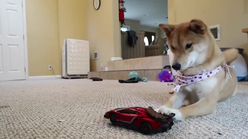 A DOG ATTACKS R.C CAR AND PLYINIG CAR WITH REMOTE