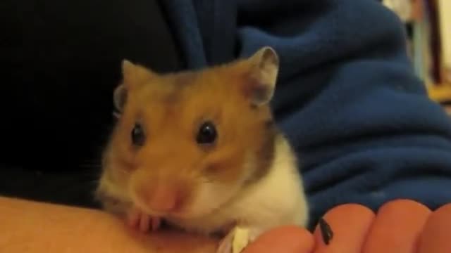 the hamster eating sunflower seeds