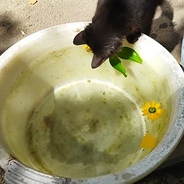 beautiful black kitten playing with leaves in water