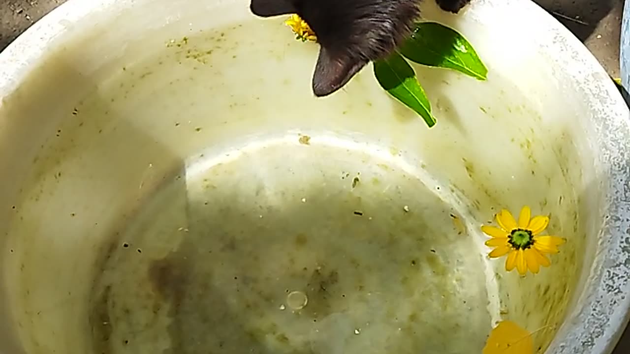 beautiful black kitten playing with leaves in water