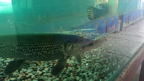 tentacled flathead fish!