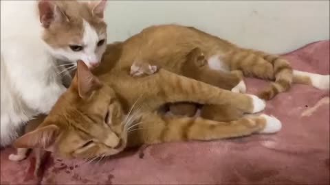 Two mother cats take care of their little kittens - Dos mamas gatas cuidan de sus pequeños gatitos