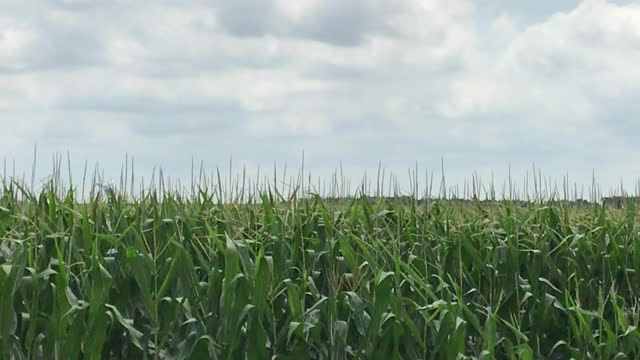 Chopper spraying corn