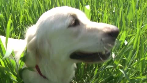 golden retriever running on the green field