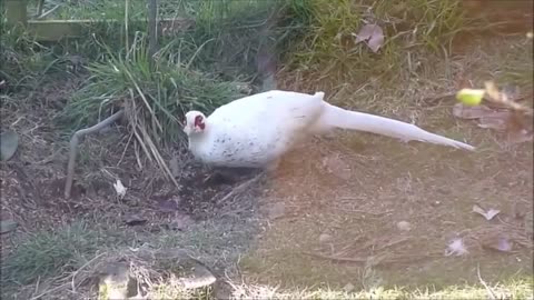 beautiful bird nice video