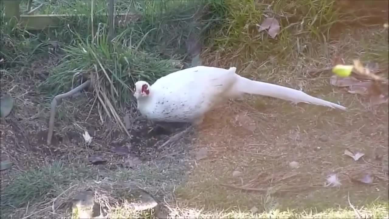 beautiful bird nice video