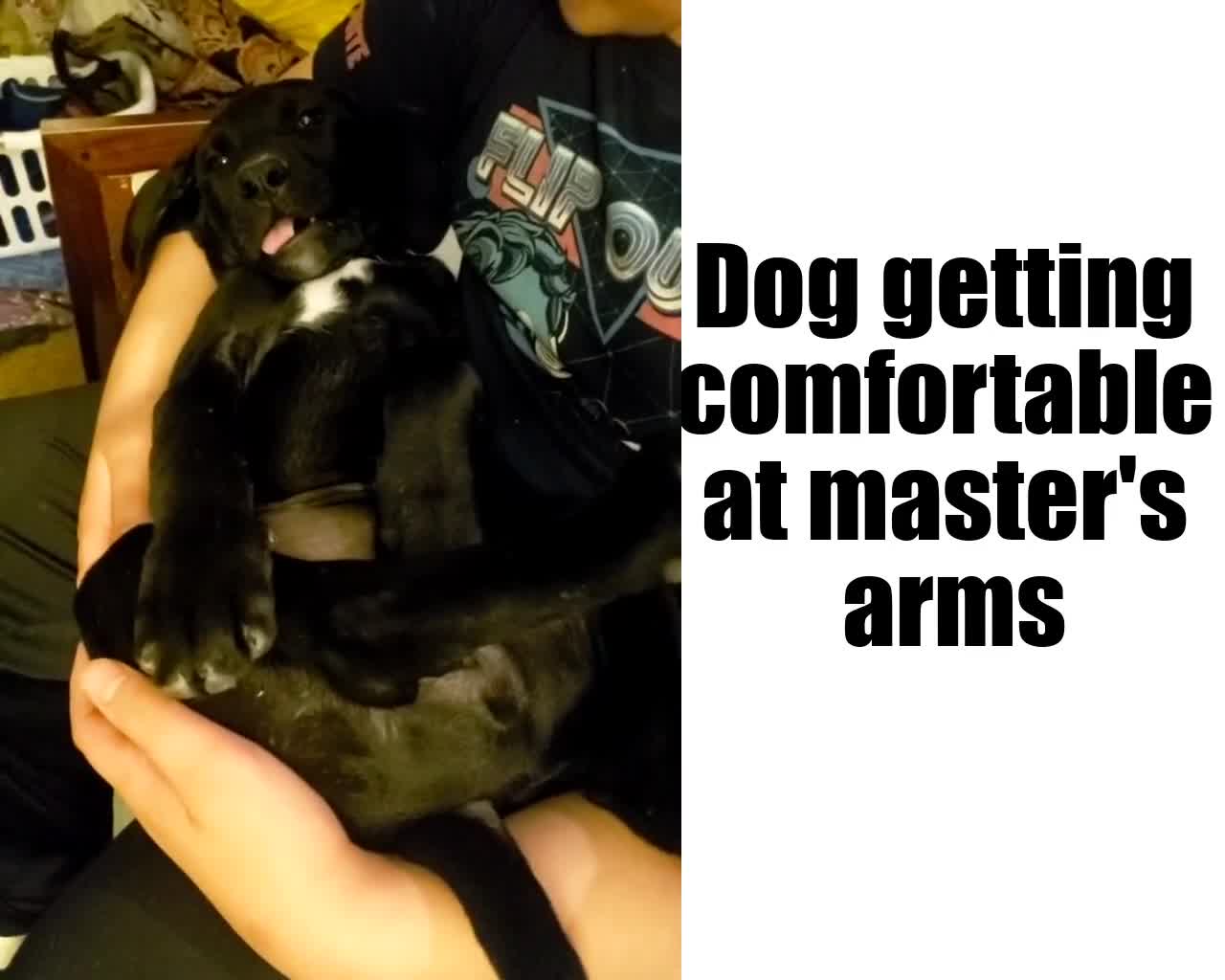 This dog is getting comfortable on his master's arms