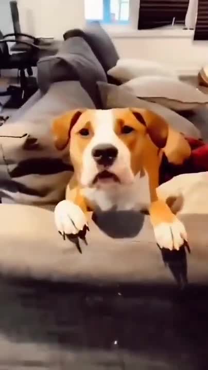 Golden Retriever Meets Puppies for the First Time