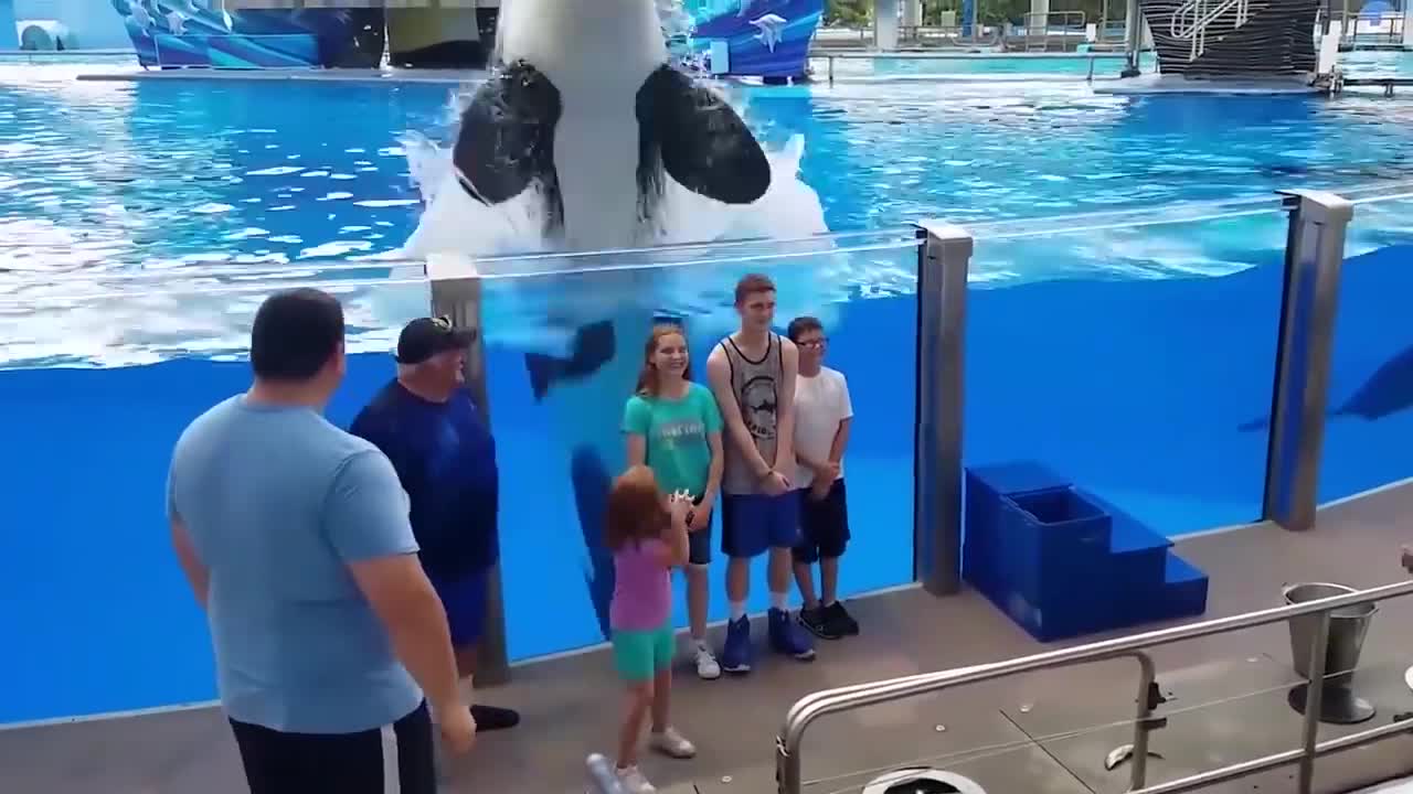 # Funny Animals Reaction - Try Not To Laugh Shark With Baby