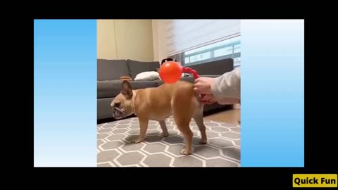 Dogs and Cats Very Funny Videos