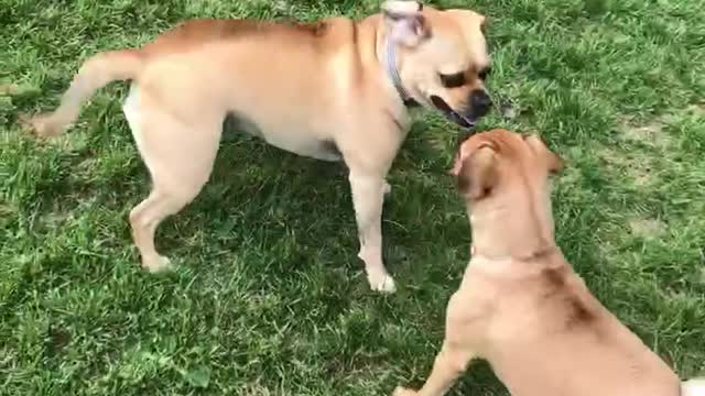 Double Puggle Trouble