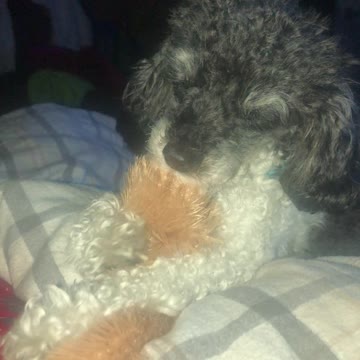 Lucky the Poodle and his Buddy.... Sooooo Cute :)