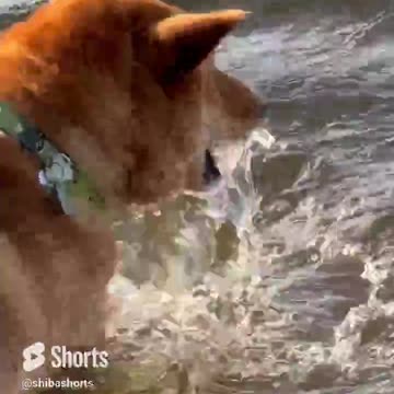 Lady Throws Shiba Dog Into Lake. It’s For Fun!