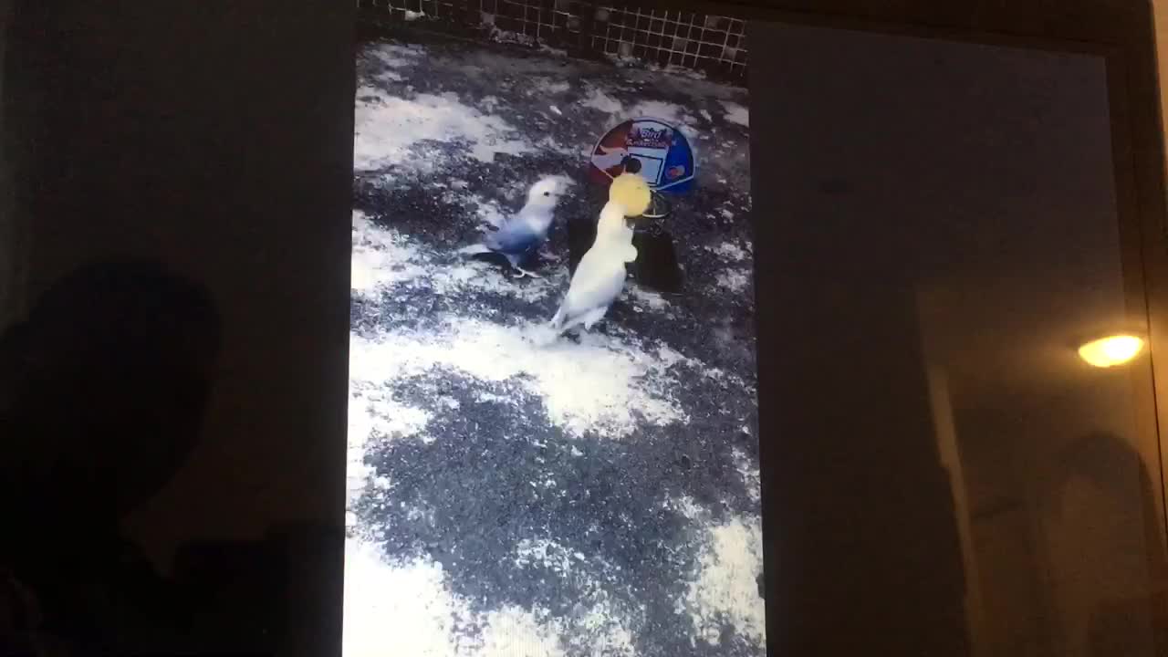 Parrot very talented birds