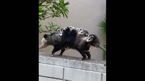 Cute Baby Animals #2