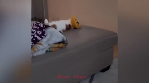 FUNNY VIDEO