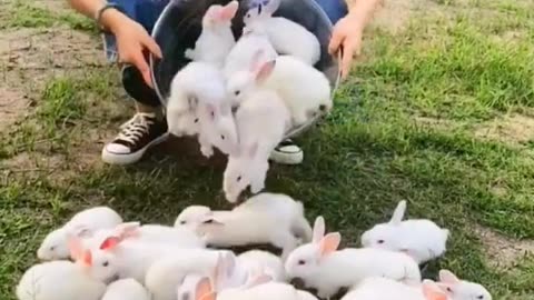 cute rabbit 🐰 baby
