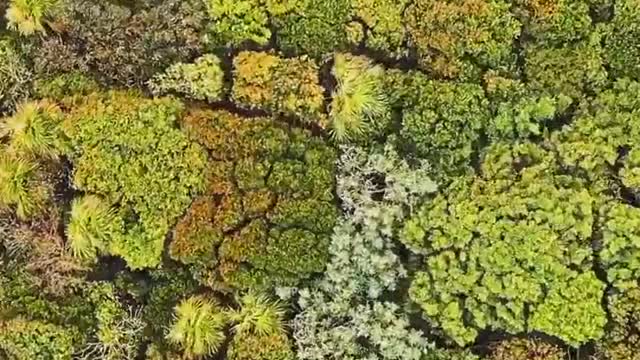 trees are dancing.....