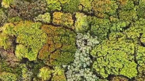 trees are dancing.....