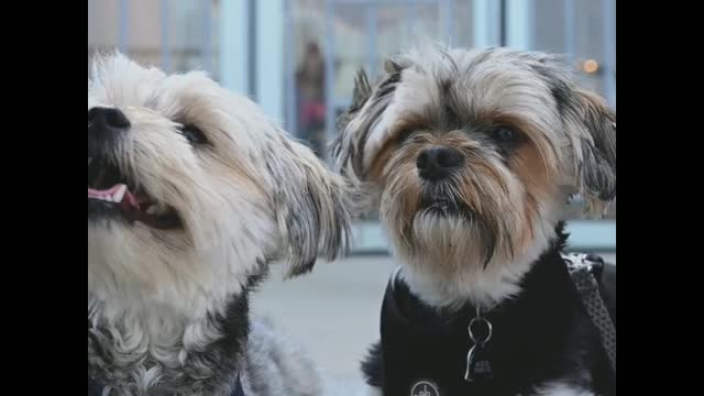 Two dogs are most cute and funny dog.