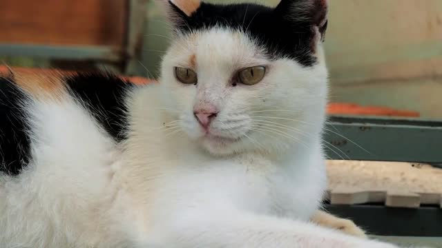 Cat pound. Close-up shot of homeless stray cat living in the animal shelter
