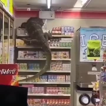 Enorme dragão de komodo invade supermercado na Tailândia