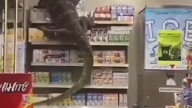 Enorme dragão de komodo invade supermercado na Tailândia