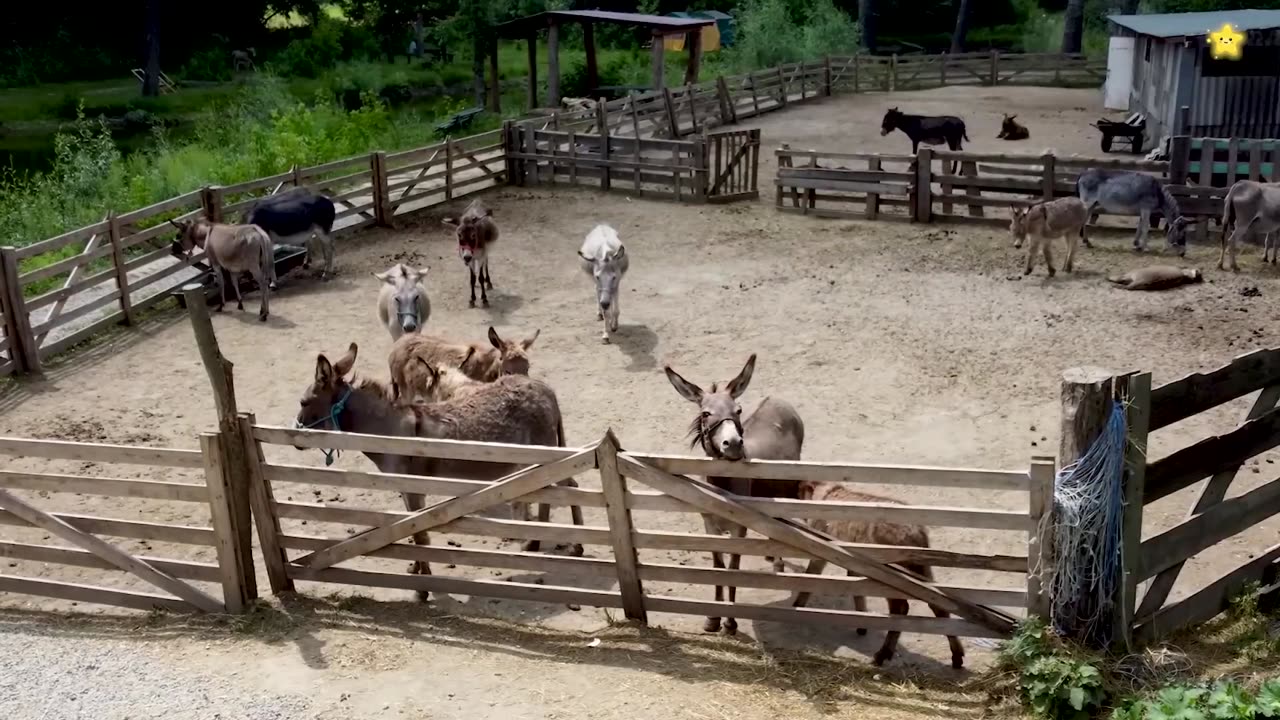 Animals for kids
