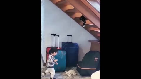Funny cats 🐱 | Pets