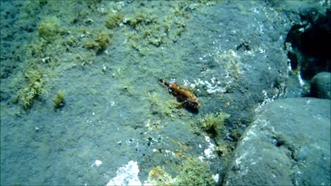 Snorkelen bij La Palma.