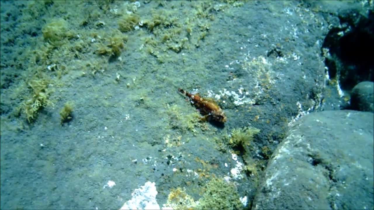 Snorkelen bij La Palma.