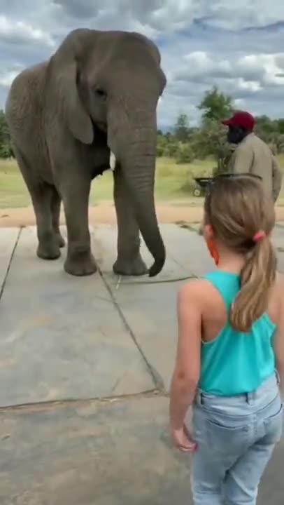 Short - Elephant Dance
