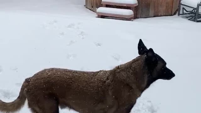 Dog playing in snow