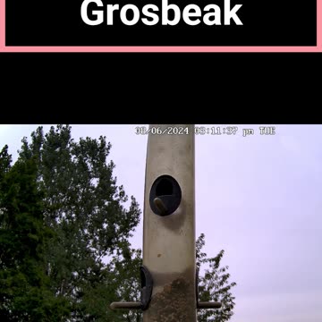 2024 04 08 rose breasted grosbeak