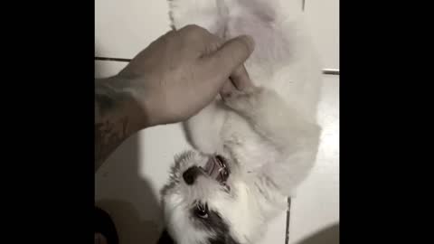 Lhasa Apso Belly Rub 😂