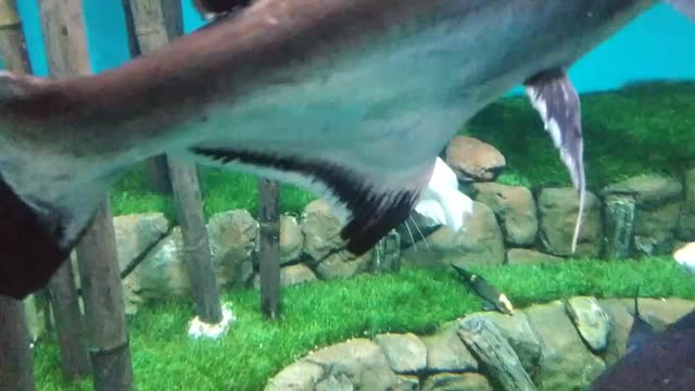 Fish swim in the flooded jungle.