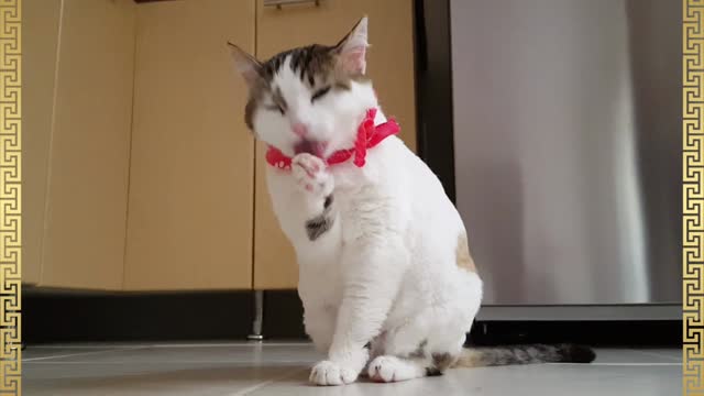 Cute lovely funny cat video