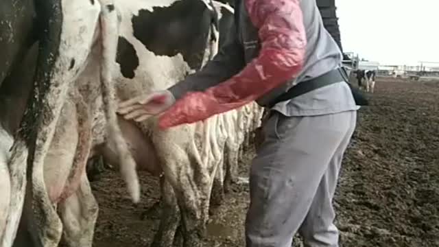 The rat is removed from the cow's ass