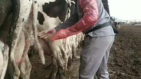 The rat is removed from the cow's ass