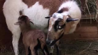 maternal happiness
