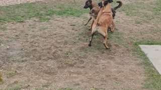 Malinois trio