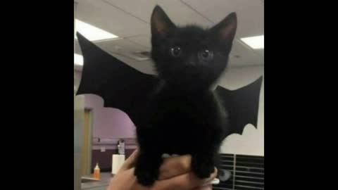 TOP 1 Funny Video Meme #2